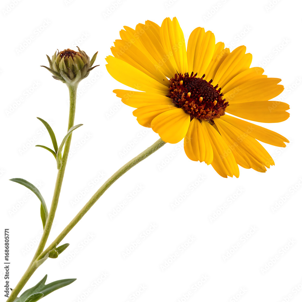 Fototapeta premium Yellow desert marigold wildflower isolated on a transparent background png