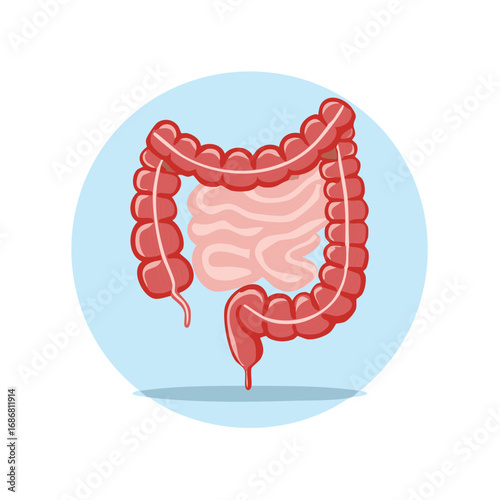 Human intestines vector icon showing large and small intestine. Digestive system organ anatomy illustration.