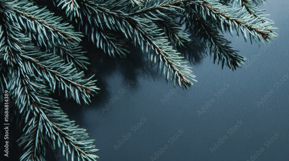 Obraz premium Close-up of evergreen tree branch against a dark background, showcasing the texture and color of the needles.