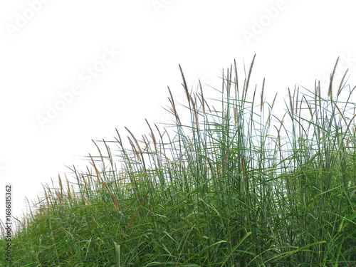 Tall wild grasses swaying isolated on transparent background