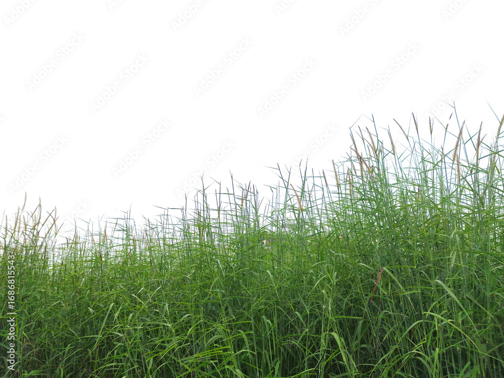 Obraz premium Tall wild grasses swaying isolated on transparent background