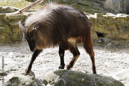 A majestic Himalaya Tahr (Hemitragus Jemlahicus), an Asian mountain goat, carefully climbs the rocks of the Himalaya mountains