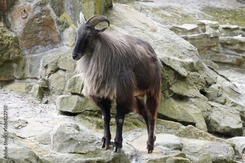 A watchful Himalayan Tahr (Hemitragus Jemlahicus) with its beautiful brown fur and majestic horns stands alert on a rock in the Asian Himalayan mountains