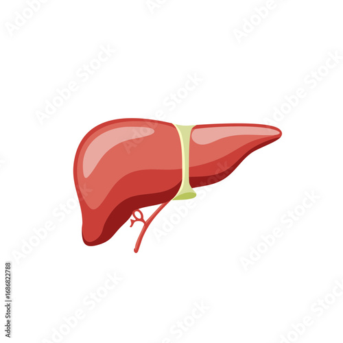 Healthy Human Liver Organ Anatomical Vector Illustration for Medical and Science Education