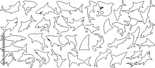 shark, outline, drawing, illustration, animal, marine, ocean, predator, wildlife, sea, fish, fin, dorsal fin, hammerhead, great white, tiger shark, blacktip, reef shark, aquatic, creature, nature, gra