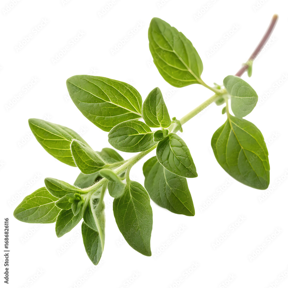 Fototapeta premium Aromatic origanum vulgare herb isolated on a transparent background png
