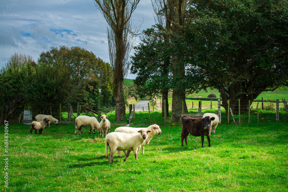 Fototapeta premium A peaceful rural scene with sheep and a calf grazing on lush green pasture, surrounded by trees and a rustic fence, showcasing the beauty of New Zealand countryside farming life