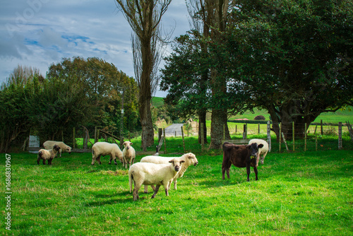 A peaceful rural scene with sheep and a calf grazing on lush green pasture, surrounded by trees and a rustic fence, showcasing the beauty of New Zealand countryside farming life