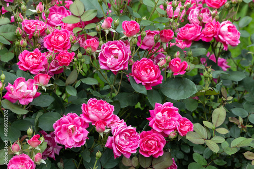 Canvas Print Beautiful pink double knockout flowers blooming in the garden.