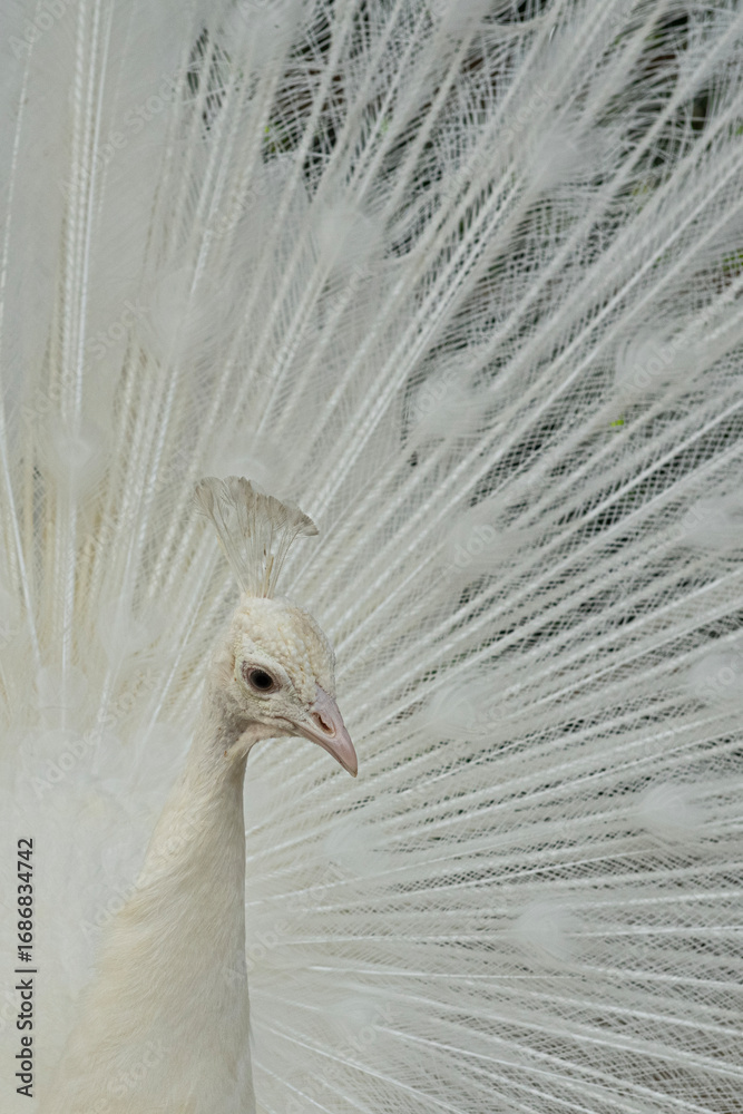 Obraz premium White Peacock. Close-up of a colorful peacock spreading its wings and ornate feathers.
