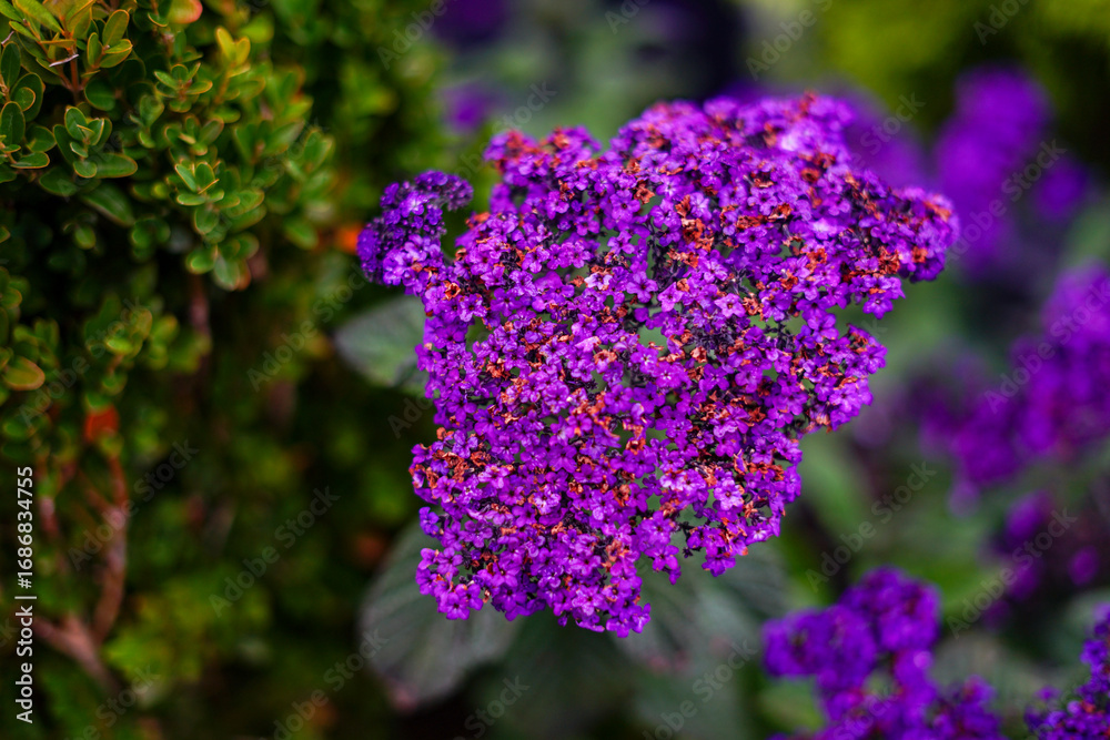 Obraz premium Vibrant Purple Heliotrope Blossoms in the Garden 
