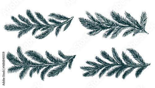 Green fir branch on a white background hand drawn set.