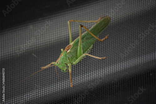 Grüne Heuschrecke am Fliegengitter.