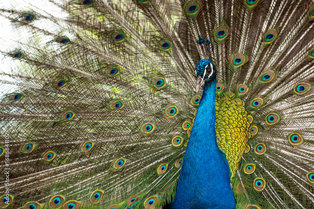 Obraz premium Peacock. Close-up of a colorful peacock spreading its wings and ornate feathers.