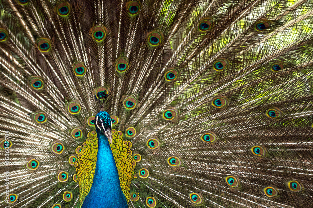 Obraz premium Peacock. Close-up of a colorful peacock spreading its wings and ornate feathers.
