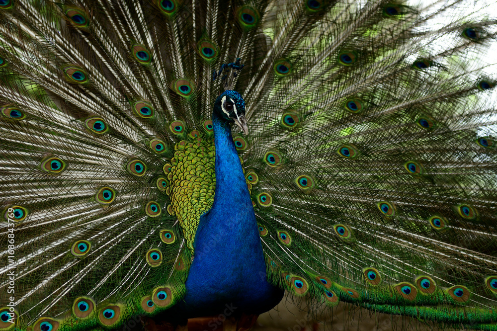 Obraz premium Peacock. Close-up of a colorful peacock spreading its wings and ornate feathers.