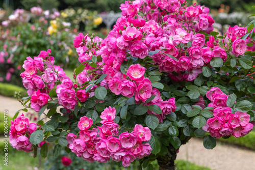 Angela roses in a beautiful cup blooming rose garden.