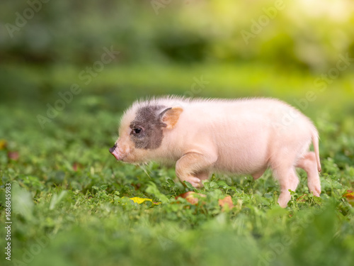 A small white pig runs among the grass. Soft sunlight in the garden.
