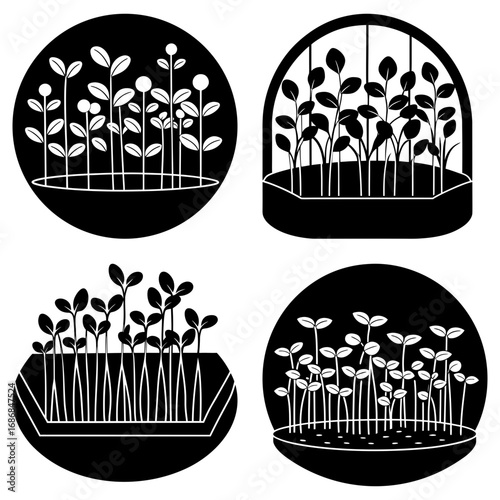 Illustration of four different styles of seed germination in containers with black and white contrast design