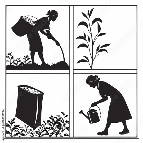 Tea cultivation process silhouettes women harvesting watering plants vector