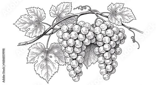 Green Grapes Vine with Black  White Illustration.