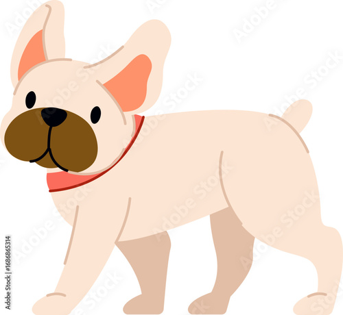 French Bulldog with Collar