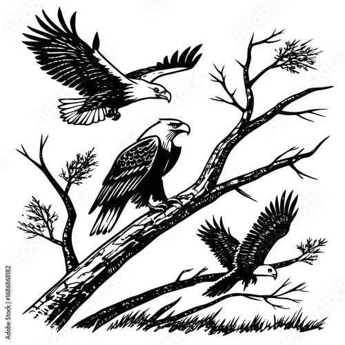 Eagles perched and flying in stark black and white