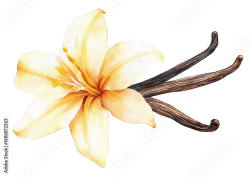 Watercolor vanilla flower isolated on transparent background, a botanical illustration