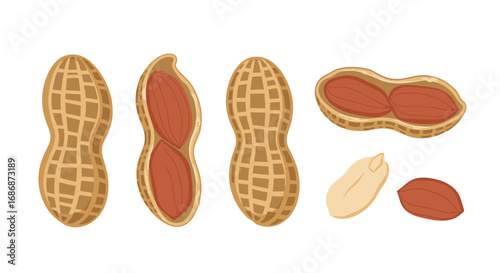 A collection of fresh peanuts in their shells showing different stages of opening and individual nuts ready for eating