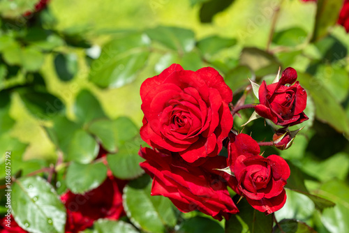 Beautiful red roses blooming in the rose garden.