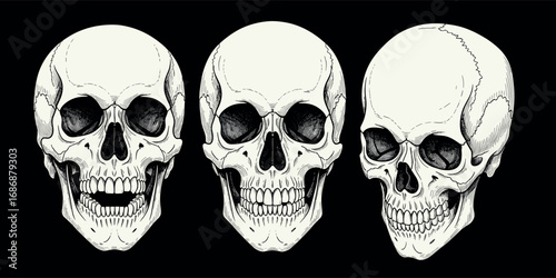 A detailed set of three human skulls illustrated in a vintage engraving style, showcasing different anatomical views on a black background