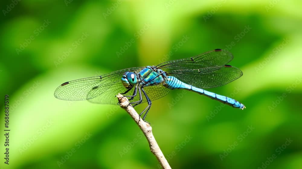 A blue dragonfly perches on a twig against a blurred green backdrop wings spread A blue dragonfly perches on a twig against a blurred green backdrop wings spread