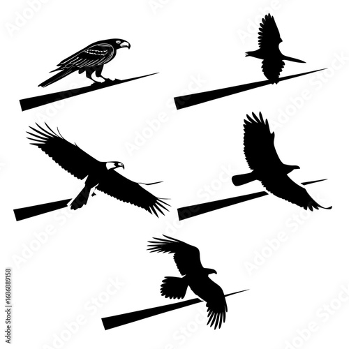 Five black bird silhouettes in flight and perched white