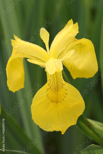 Quadro su tela Yellow Flag iris (Iris pseudacorus)