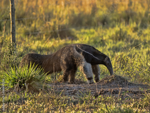 Brazil. Pantanal, Giant anteater, Myrmecophaga tridactyla, foraging in a termite mound meadow.