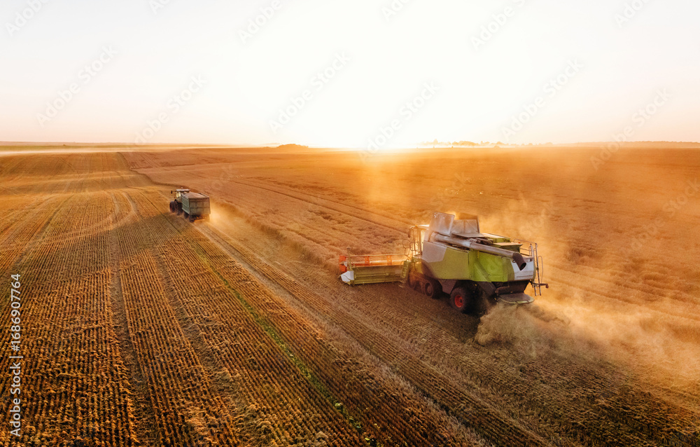 Naklejka premium Professional occupation, driving forward. Agricultural machine harvesting wheat