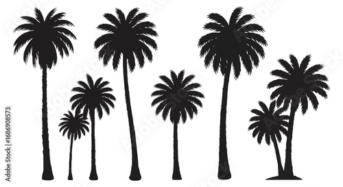 tall palm trees silhouetted against clear sky