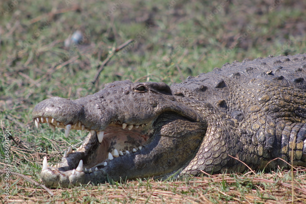 Fototapeta premium Nile Crocodile Chobe Botswana National Park