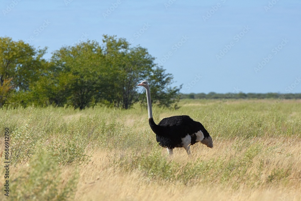 Fototapeta premium Afrikanischer Strauße (struthio camelus) im Etoscha Nationalpark in Namibia