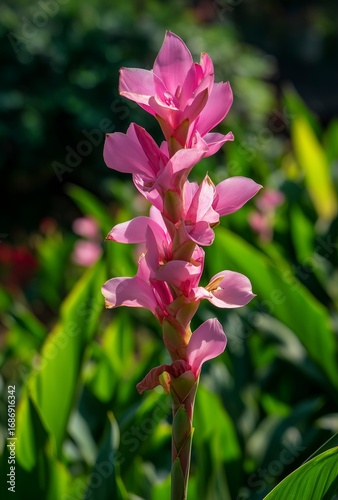 Close - up of Pink Curcuma Flower, Fresh and Gentle Flower, Suitable for Floral Design, Decorative Painting, Nature - Themed Material