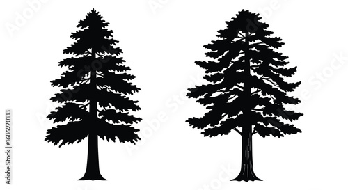 two tall evergreen trees standing side by side