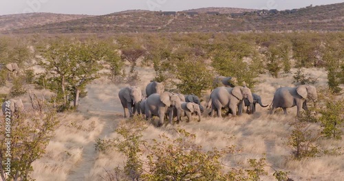 Close-up aerial view. Breeding herd of elephants with young calves walking in the African bush