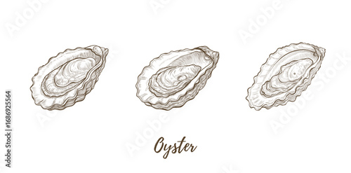 Vector oysters set shell line art illustration, graphic line mollusk. Opened oyster sea food. Engraving. Ingredient. Great for menu designs, Ideal for menus, food branding, packaging and summer design
