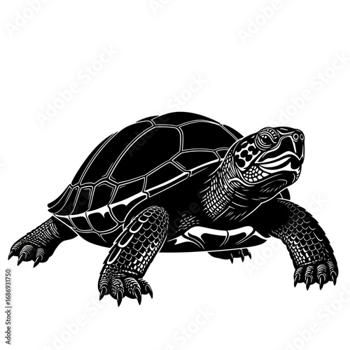 turtle isolated on white