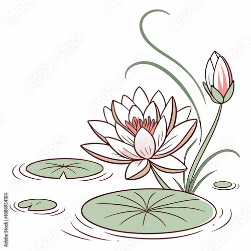Delicate illustration of a blooming white water lily flower with a pink bud and lily pads on water