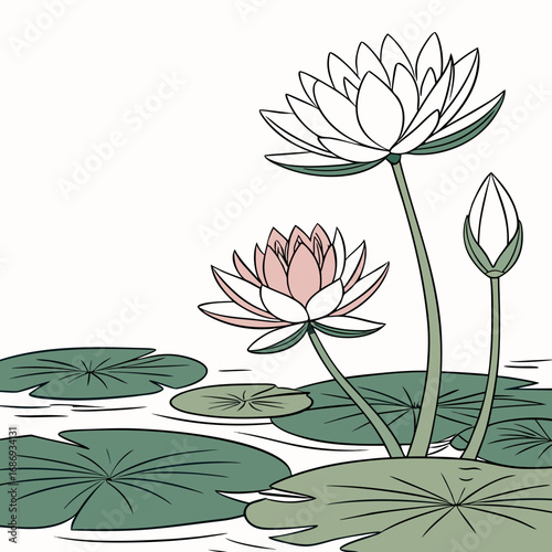 Delicate illustration of blooming pink and white water lilies with lily pads floating on calm water