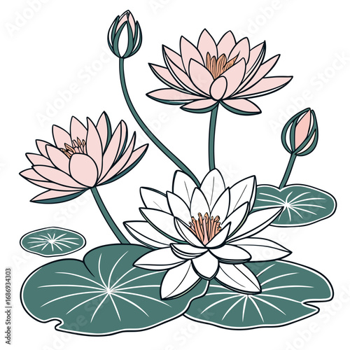 Delicate pink and white water lilies bloom with buds and lily pads on a white background