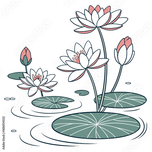 Delicate pink and white water lilies bloom on calm pond with rippling water and lily pads
