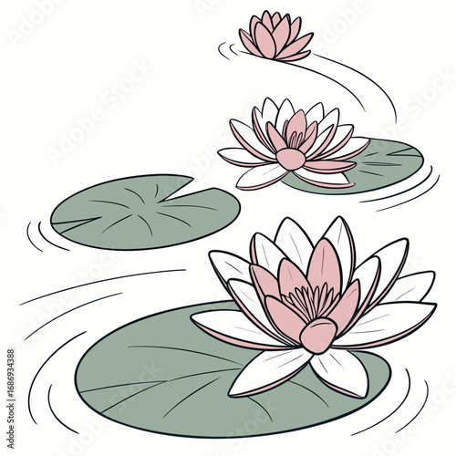 Delicate pink and white water lilies float peacefully on calm water with green lily pads