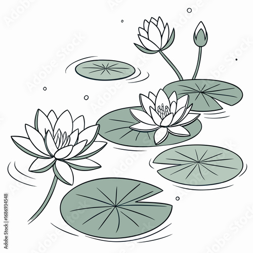 Delicate white water lilies and lily pads float peacefully on calm water surface with ripples